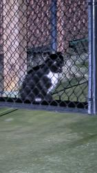 Found/Stray Unknown Cat last seen Behind building, Baltimore, MD 21224