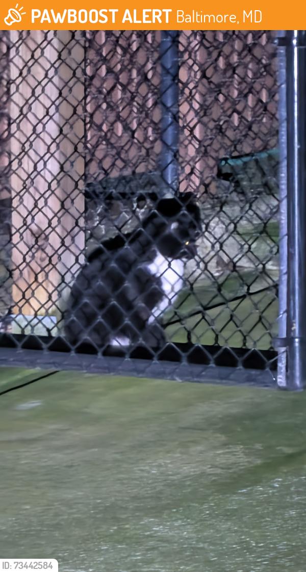 Found/Stray Unknown Cat last seen Behind building, Baltimore, MD 21224