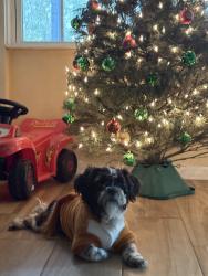 Lost Male Dog last seen Woodforest and uvalde, Houston, TX 77015