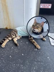 Reunited Female Cat last seen Near N River street Hillsborough twp 08844, Hillsborough Township, NJ 08844