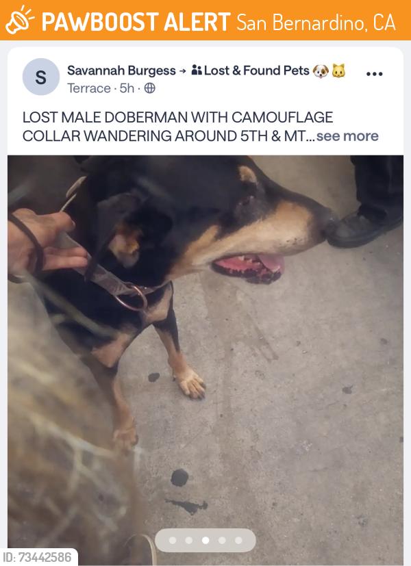 Found/Stray Male Dog last seen 5th arco, San Bernardino, CA 92411