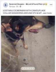 Found/Stray Male Dog last seen 5th arco, San Bernardino, CA 92411