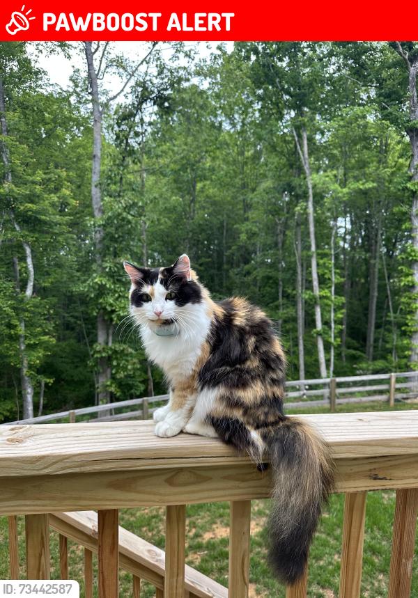Lost Female Cat last seen Hayden Martin and Forest Glen, Fluvanna County, VA 22963