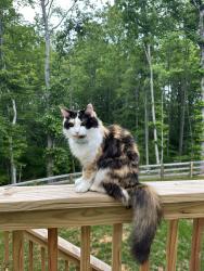 Lost Female Cat last seen Hayden Martin and Forest Glen, Fluvanna County, VA 22963