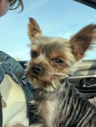 Reunited Male Dog last seen Diamond Park (Parkside Neighborhood, Vancouver, WA), Vancouver, WA 98682