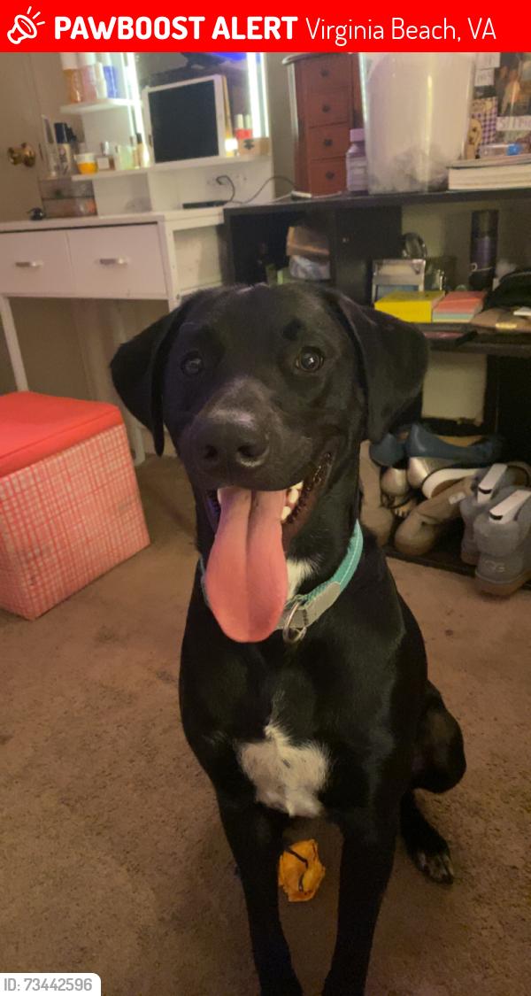 Lost Male Dog last seen first colonial road/virginia beach blvd, Virginia Beach, VA 23454