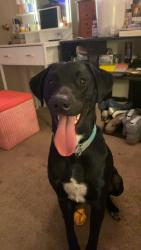 Lost Male Dog last seen first colonial road/virginia beach blvd, Virginia Beach, VA 23454