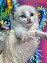 Shelter Stray Male Cat last seen Bexar County, 3353 Morningside Dr, New Braunfels, TX 78132, USA
