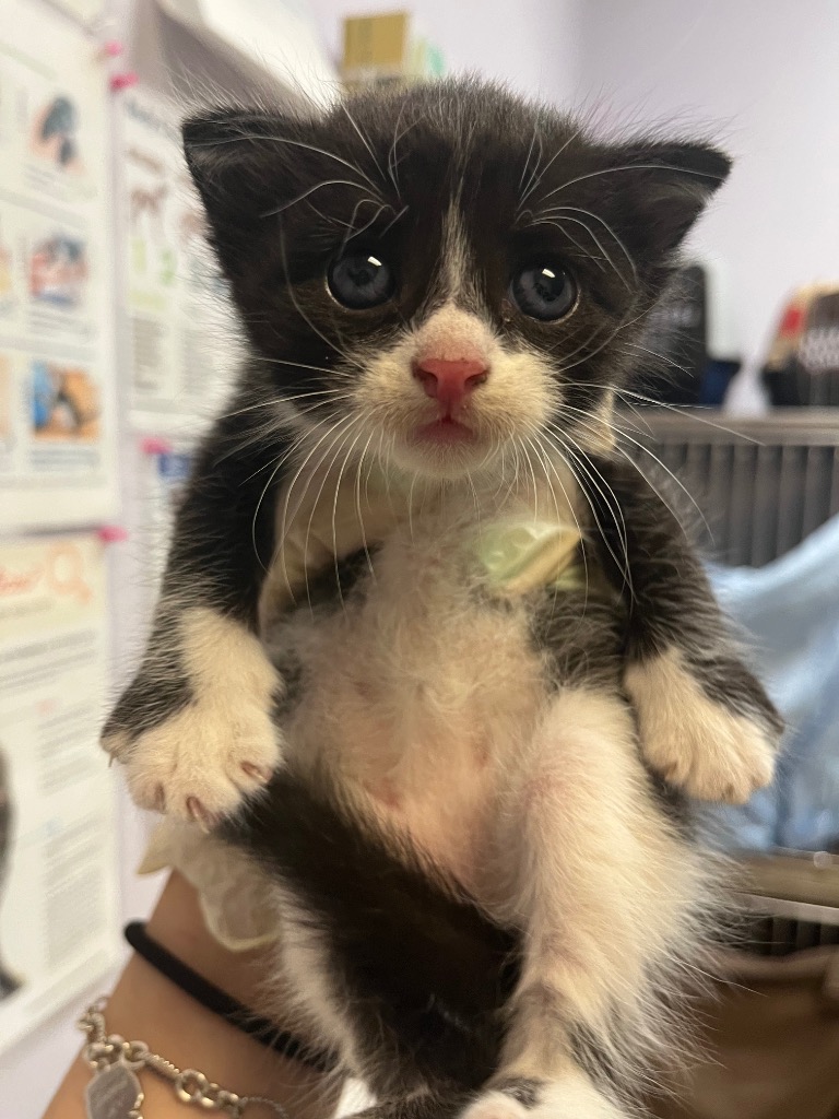 Shelter Stray Male Cat last seen Bexar County, 3353 Morningside Dr, New Braunfels, TX 78132, USA