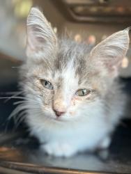 Shelter Stray Female Cat last seen Bexar County, 3353 Morningside Dr, New Braunfels, TX 78132, USA