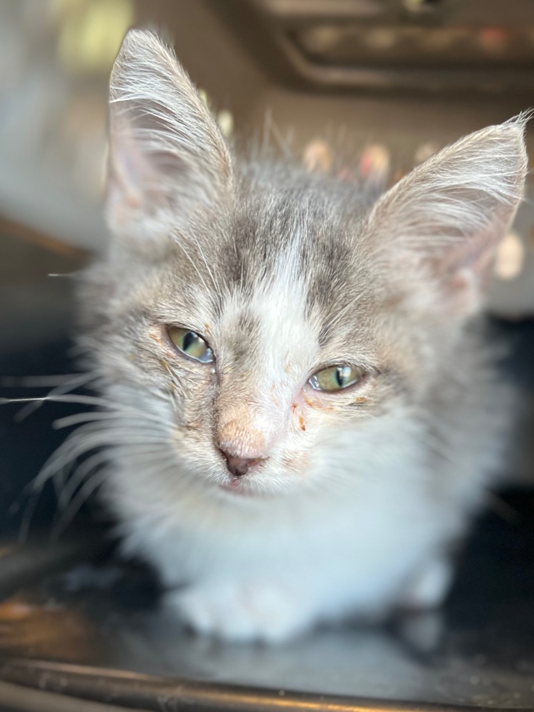 Shelter Stray Female Cat last seen Bexar County, 3353 Morningside Dr, New Braunfels, TX 78132, USA