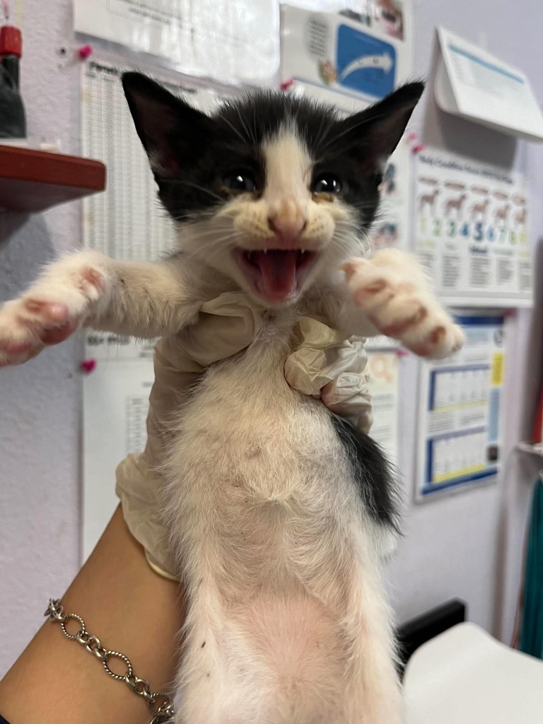 Shelter Stray Male Cat last seen Bexar County, 3353 Morningside Dr, New Braunfels, TX 78132, USA