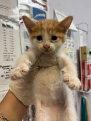 Shelter Stray Male Cat last seen Bexar County, 3353 Morningside Dr, New Braunfels, TX 78132, USA