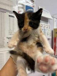 Shelter Stray Female Cat last seen Bexar County, 3353 Morningside Dr, New Braunfels, TX 78132, USA