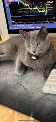 Lost Male Cat last seen Montagna Park & Residential hses, Henderson, NV 89044
