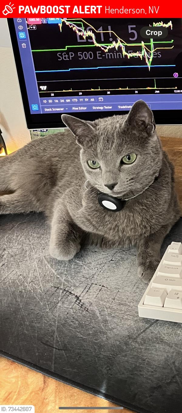 Lost Male Cat last seen Montagna Park & Residential hses, Henderson, NV 89044