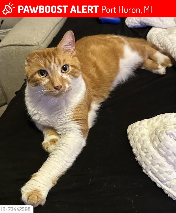 Lost Male Cat last seen Sharon lane, Huckleberry, Oakwood, Strawberry lane, West Water, Port Huron, MI 48060