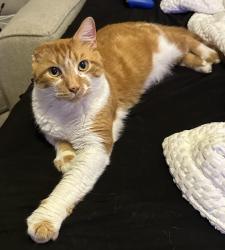 Lost Male Cat last seen Sharon lane, Huckleberry, Oakwood, Strawberry lane, West Water, Port Huron, MI 48060