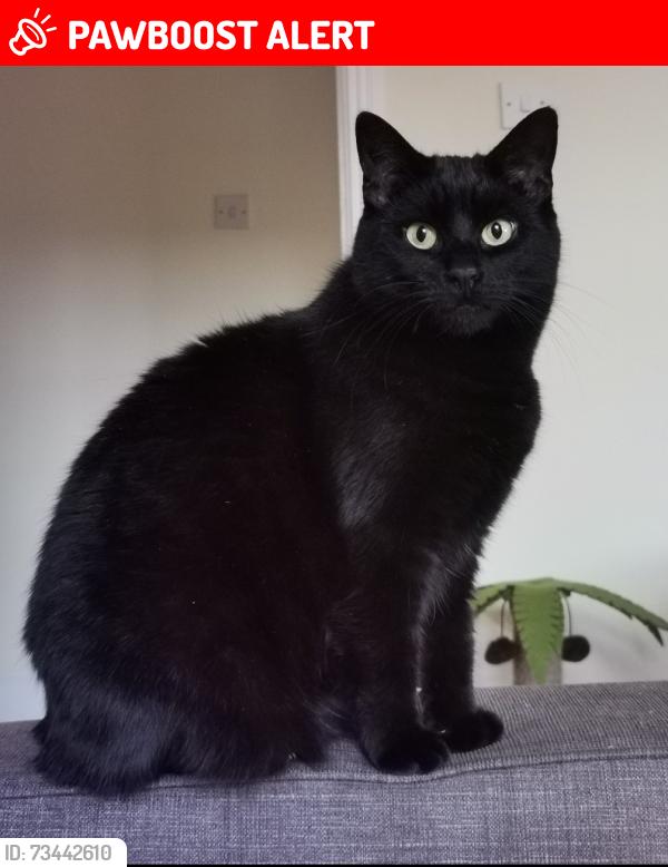 Lost Female Cat last seen Fortwilliam area of North Belfast, Belfast, Northern Ireland BT15 4HZ