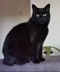 Lost Female Cat last seen Fortwilliam area of North Belfast, Belfast, Northern Ireland BT15 4HZ