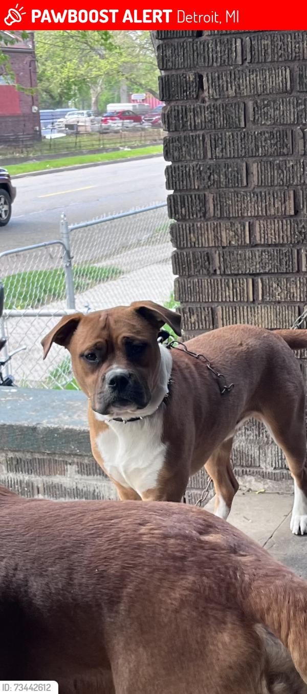 Lost Male Dog last seen Fort st and lawndale, Detroit, MI 48209