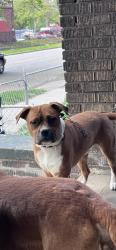 Lost Male Dog last seen Fort st and lawndale, Detroit, MI 48209