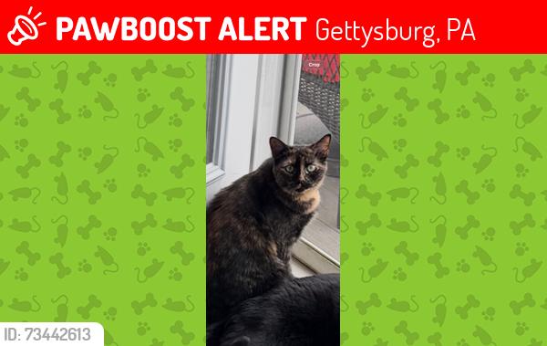 Lost Female Cat last seen chambersburg, Gettysburg, PA 17325