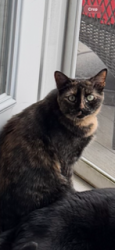 Lost Female Cat last seen chambersburg, Gettysburg, PA 17325