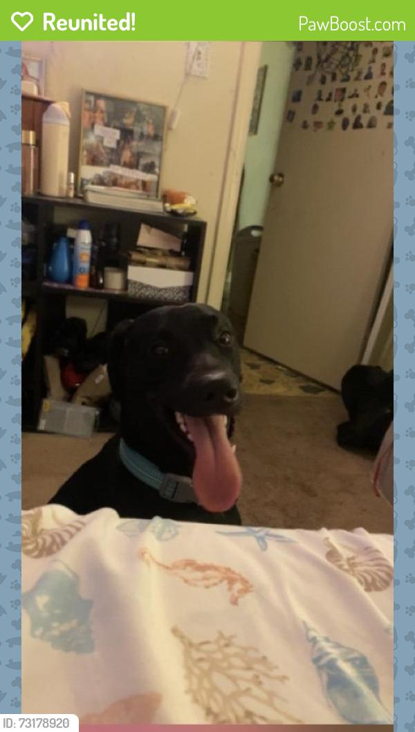 Reunited Male Dog last seen Hiltop area of virginia beach where the target is,the wawa on virginia beach blvd, Virginia Beach, VA 23454