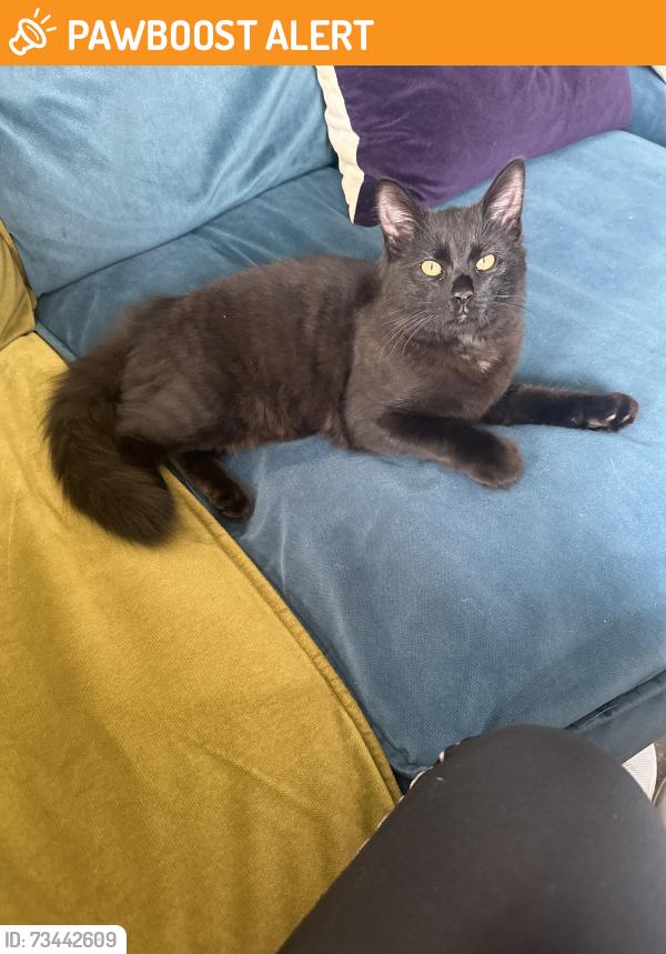 Found/Stray Male Cat last seen Higham Lane, Werneth Low, Greater Manchester, England SK14 5LR