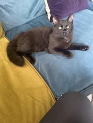 Found/Stray Male Cat last seen Higham Lane, Werneth Low, Greater Manchester, England SK14 5LR