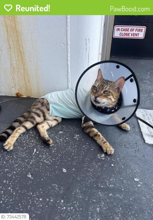 Reunited Female Cat last seen Near N River street Hillsborough twp 08844, Hillsborough Township, NJ 08844