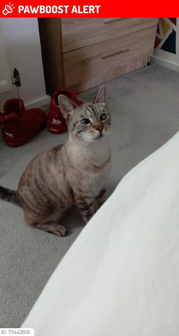 Lost Male Cat last seen Water Lane, Storrington, England RH20 3NP