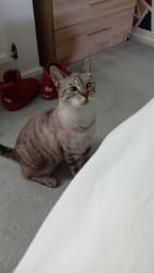 Lost Male Cat last seen Water Lane, Storrington, England RH20 3NP