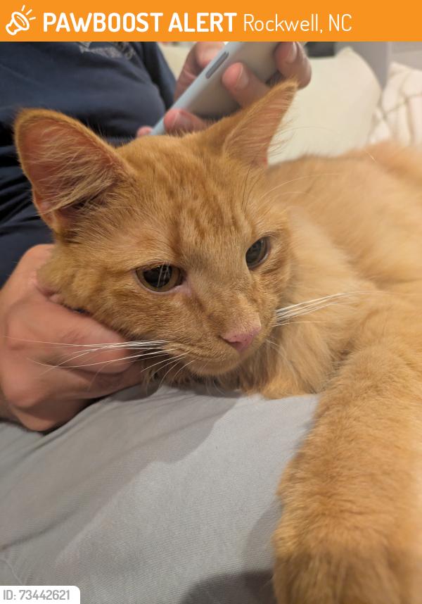 Found/Stray Unknown Cat last seen Near Lake Drive Rockwell NC, Rockwell, NC 28138