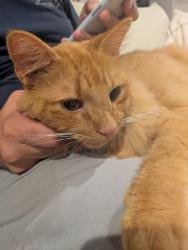 Found/Stray Unknown Cat last seen Near Lake Drive Rockwell NC, Rockwell, NC 28138