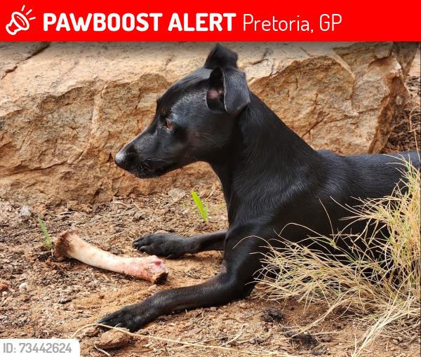 Lost Female Dog last seen Midas Avenue, Pretoria, GP 0081