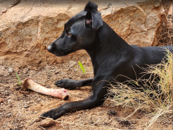 Lost Female Dog last seen Midas Avenue, Pretoria, GP 0081