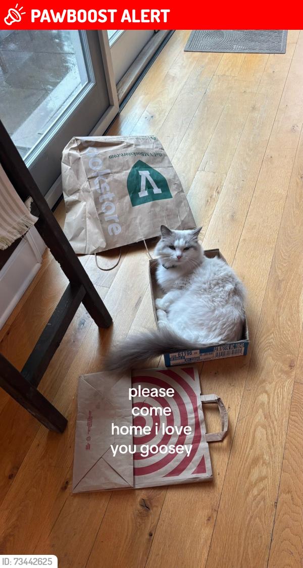 Lost Male Cat last seen Nelson Ave Ext, Saratoga Springs, NY 12866
