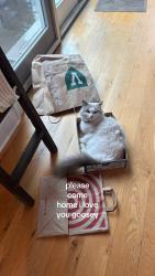 Lost Male Cat last seen Nelson Ave Ext, Saratoga Springs, NY 12866