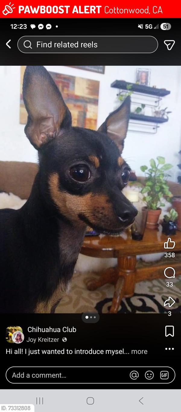 Lost Male Dog last seen Trefoil and locust in cottonwood cali, Cottonwood, CA 96022