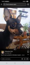 Lost Male Dog last seen Trefoil and locust in cottonwood cali, Cottonwood, CA 96022