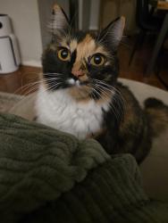 Reunited Female Cat last seen Dartmouth Ave N & 61st St, St. Petersburg, FL 33710