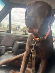 Lost Female Dog last seen French and 13th Pl, Casa Grande, AZ 85122