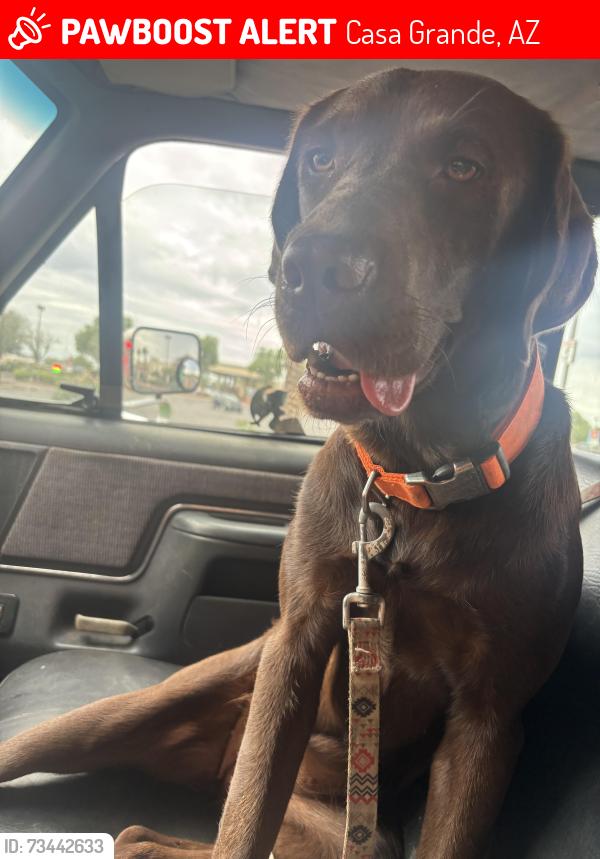 Lost Female Dog last seen French and 13th Pl, Casa Grande, AZ 85122