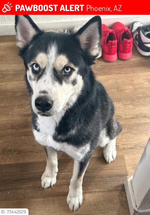 Lost Male Dog last seen Near E indian steel school Rd Phoenix az 85021, Phoenix, AZ 85012