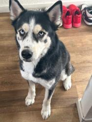 Lost Male Dog last seen Near E indian steel school Rd Phoenix az 85021, Phoenix, AZ 85012