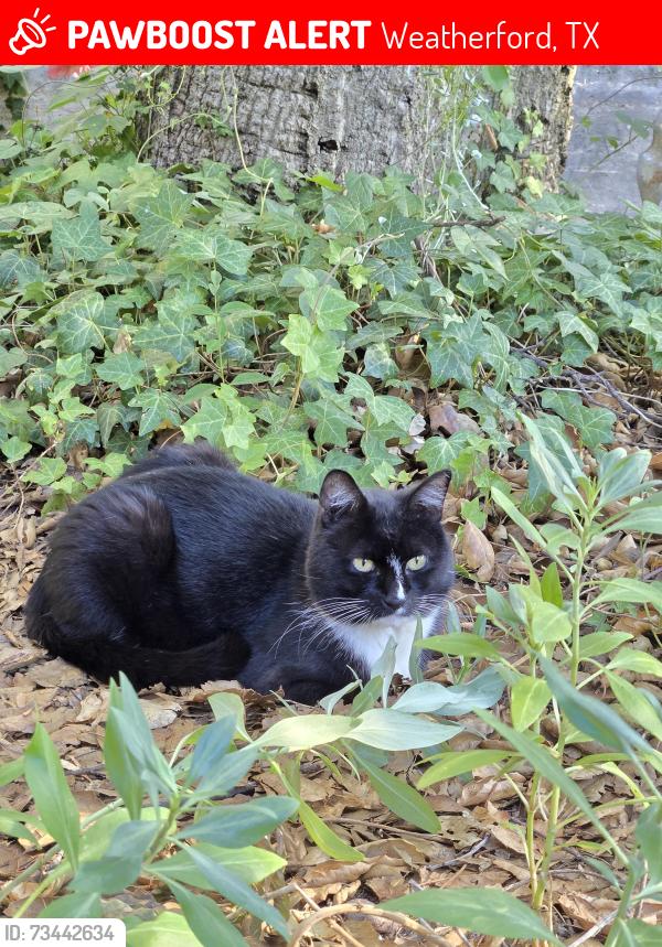 Lost Female Cat last seen Between S Brazos St and Brazos Ln right before South Side Baptist Church, Weatherford, TX 76086