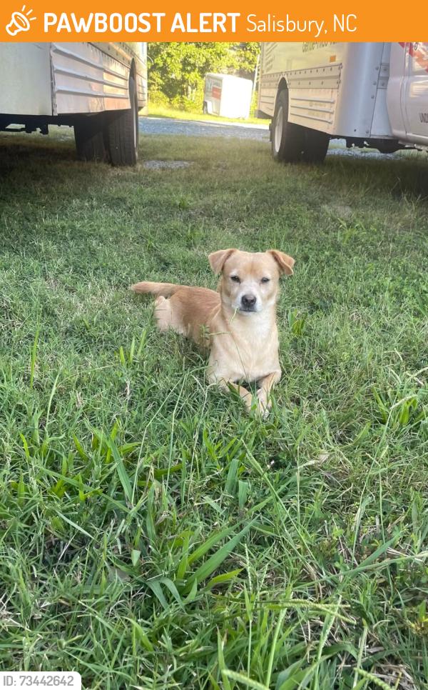 Found/Stray Unknown Dog last seen beside sheetz, laying in the road😕, Salisbury, NC 28146