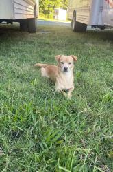 Found/Stray Unknown Dog last seen beside sheetz, laying in the road😕, Salisbury, NC 28146